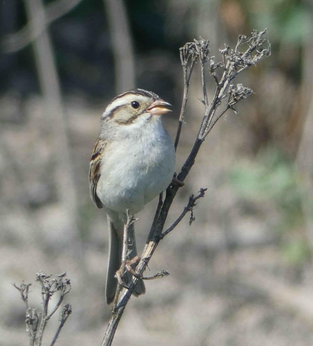 Clay-colored Sparrow - ML353037501