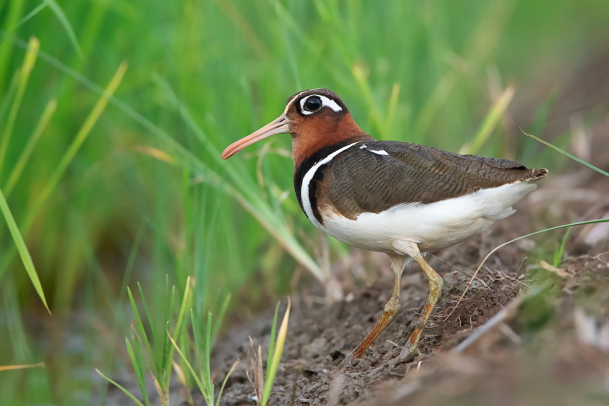 Greater Painted-Snipe - Ayuwat Jearwattanakanok