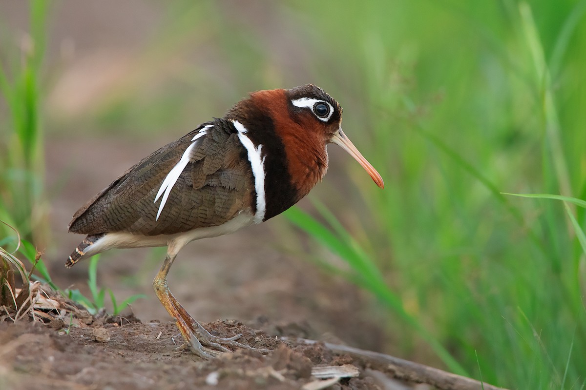 Greater Painted-Snipe - Ayuwat Jearwattanakanok