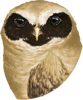 Systematics - Band-bellied Owl - Pulsatrix melanota