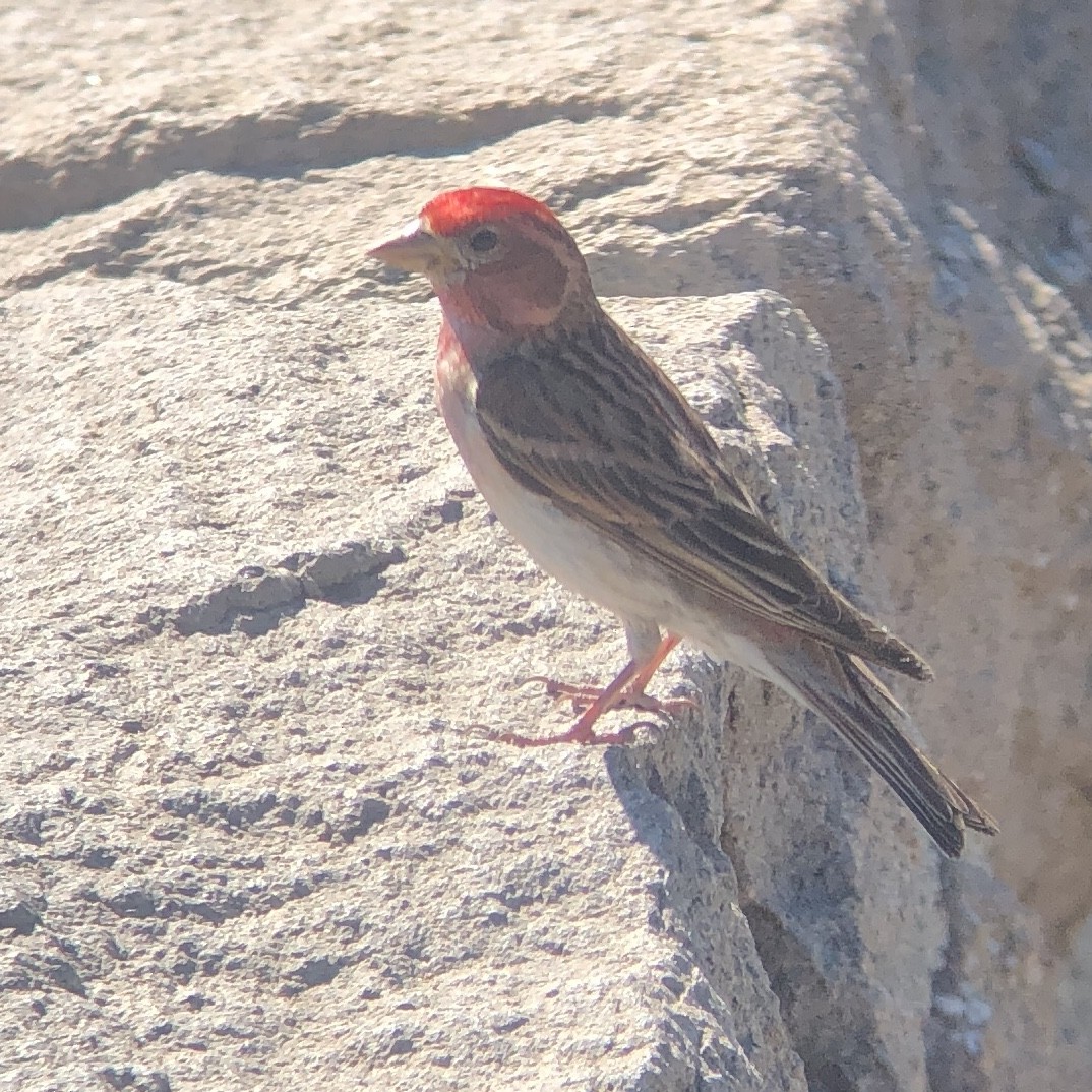 Cassin's Finch - Megan Elrod