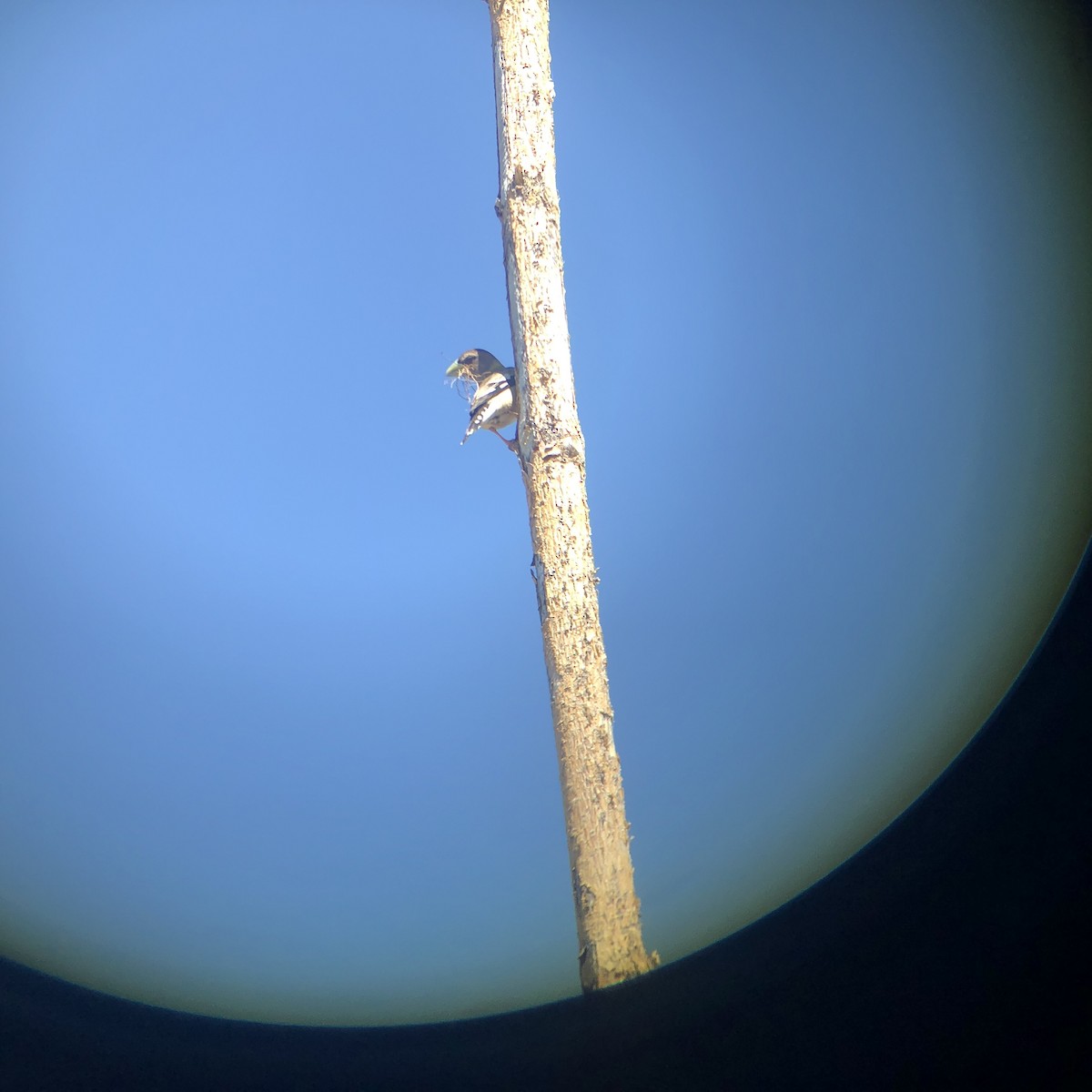 Evening Grosbeak - ML353042211