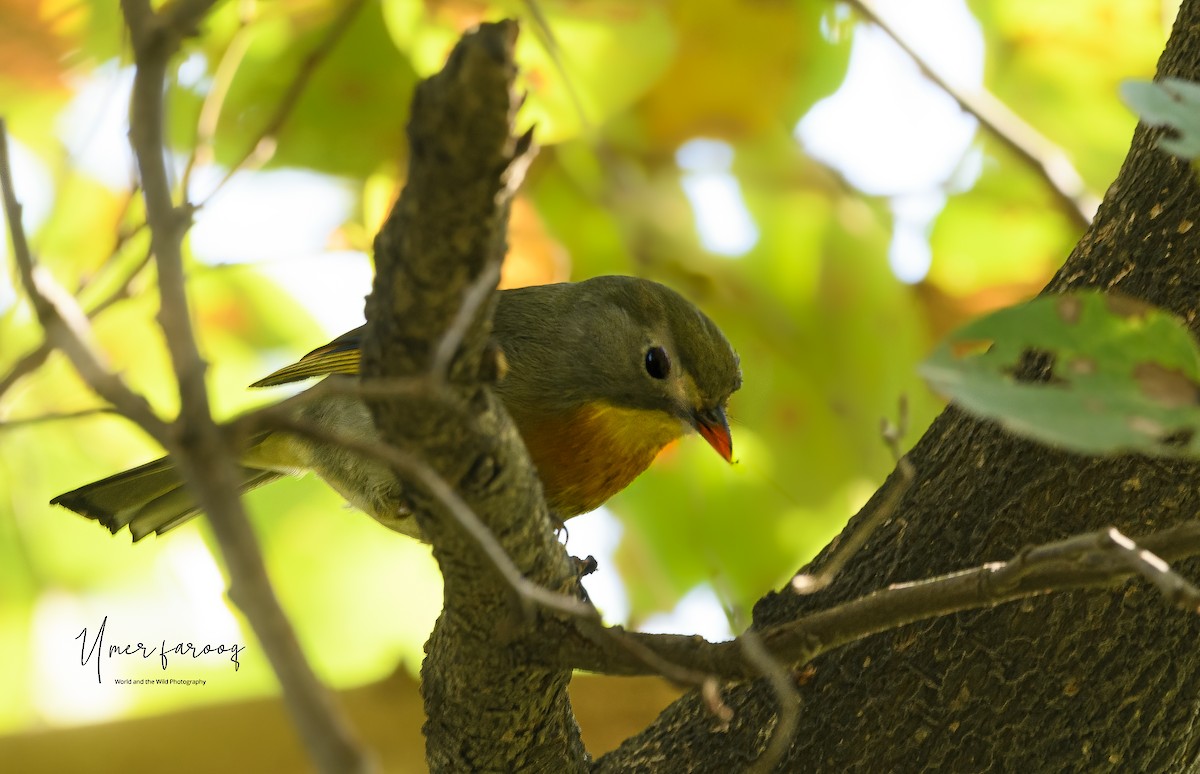Red-billed Leiothrix - ML353043091