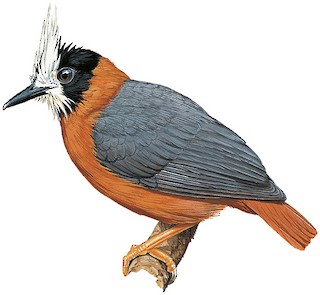 White-plumed Antbird - Pithys albifrons - Birds of the World