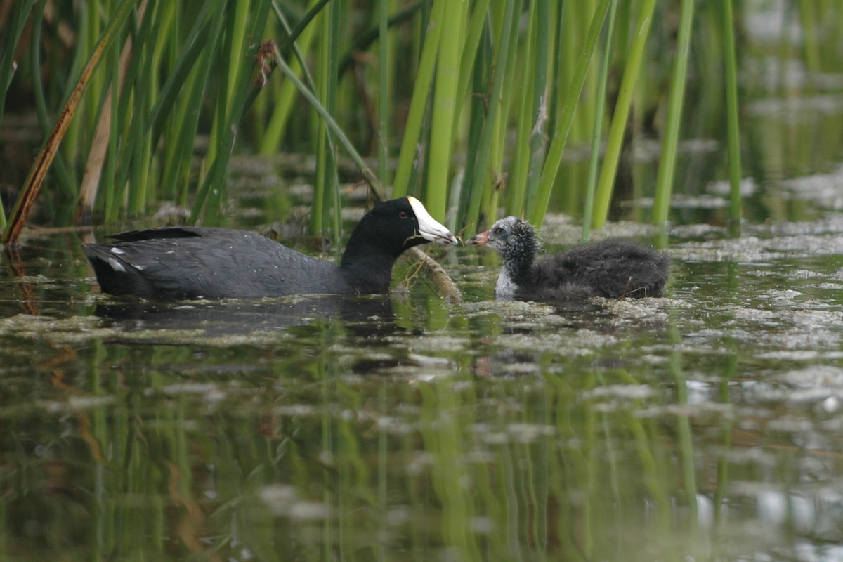 American Coot (Red-shielded) - ML353044741