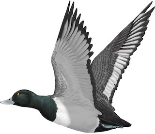 V-RING Greater Scaup - Aythya marila - Birds of the World Greater Scaup - Aythya marila - Birds of the World  