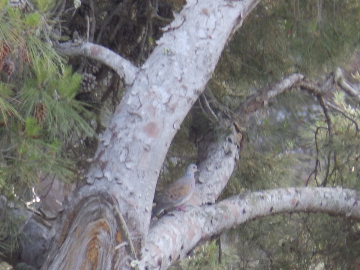 European Turtle-Dove - ML353046791