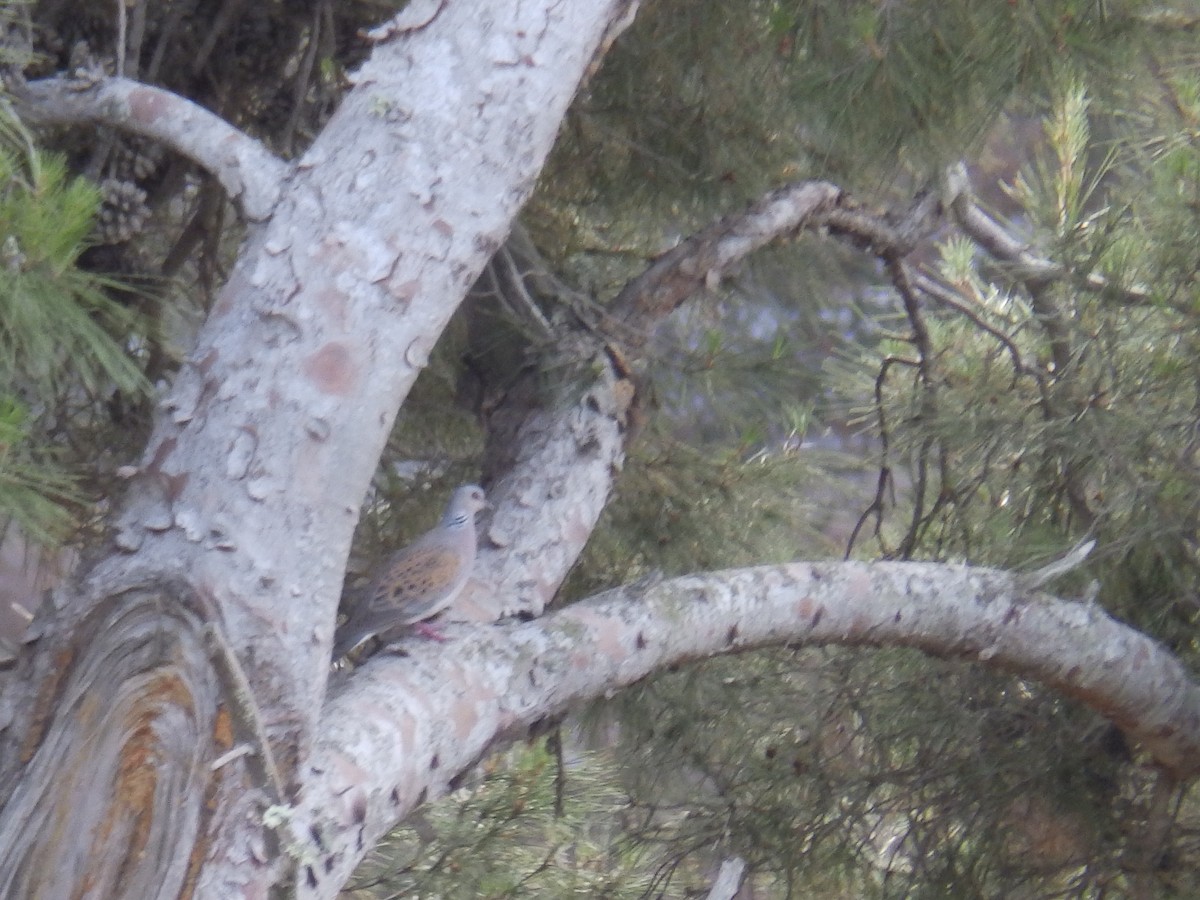 European Turtle-Dove - ML353046801