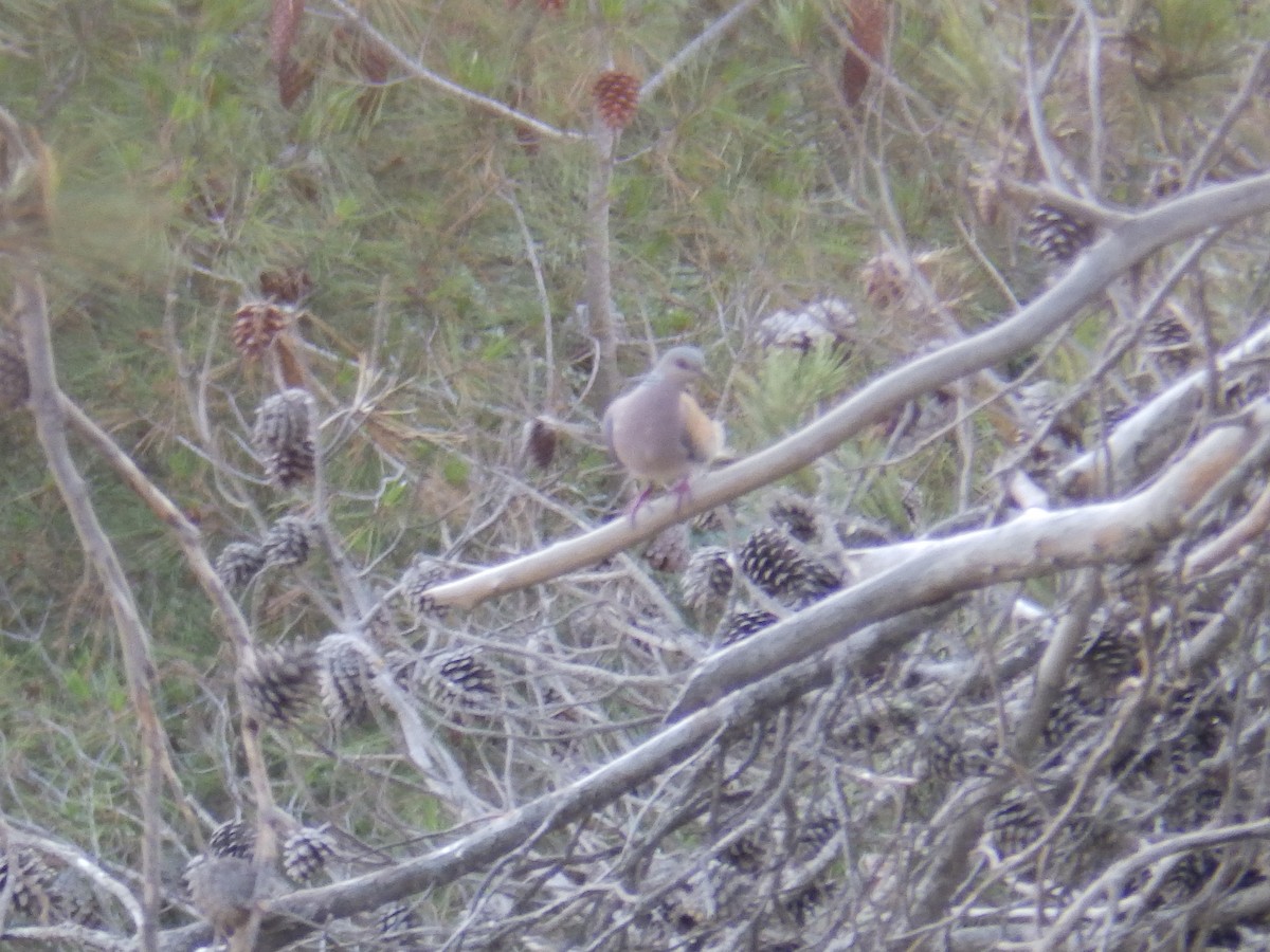 European Turtle-Dove - ML353046831