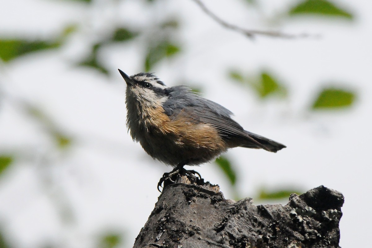 Red-breasted Nuthatch - ML353047481
