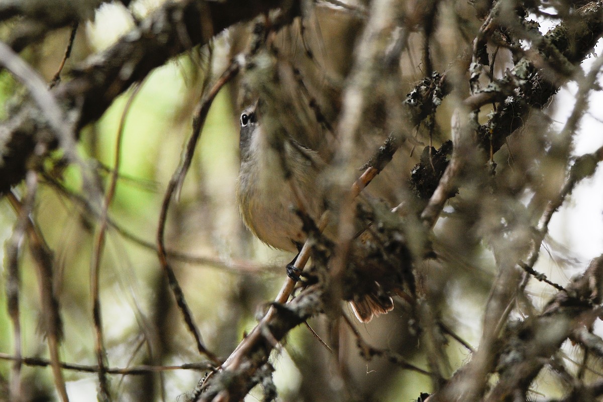 Cassin's Vireo - ML353047581