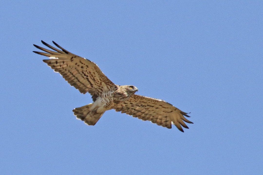 Short-toed Snake-Eagle - Francisco Barroqueiro