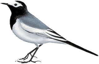 Systematics - White Wagtail - Motacilla alba - Birds of the World