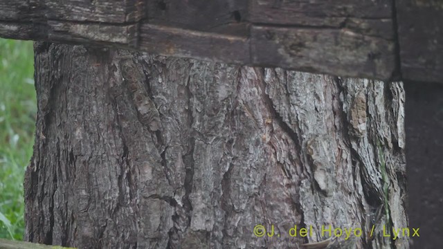 Short-toed Treecreeper - ML353049421