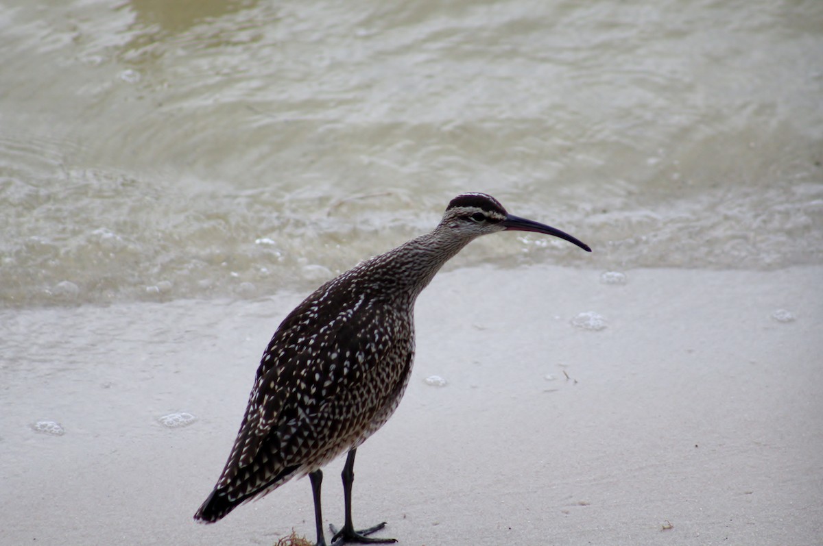 Whimbrel - ML35305191