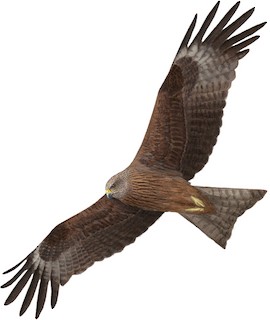 Milvus migrans migrans