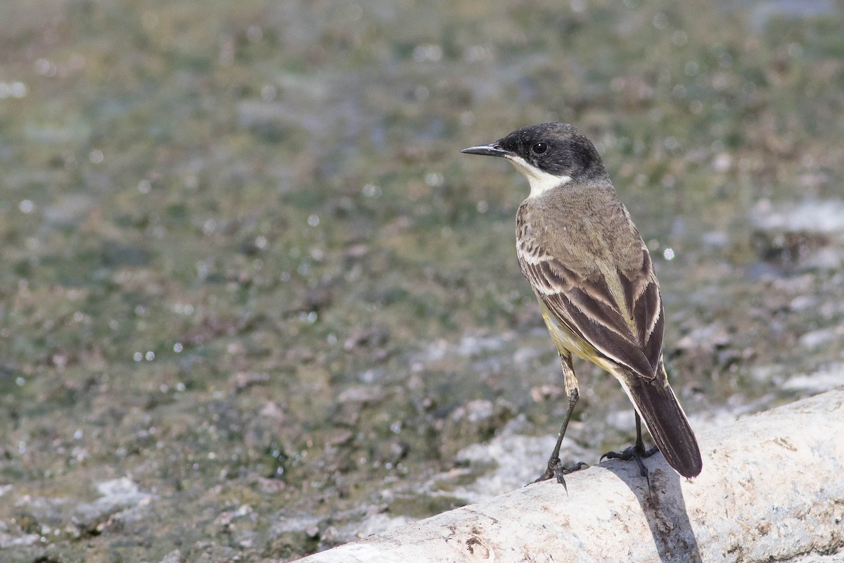 Western Yellow Wagtail - Doug Gochfeld