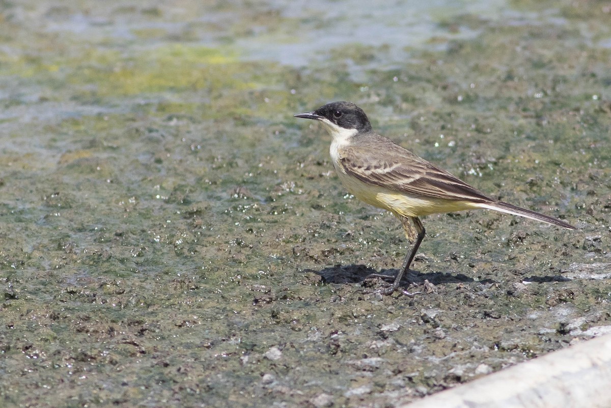 Western Yellow Wagtail - ML353057441