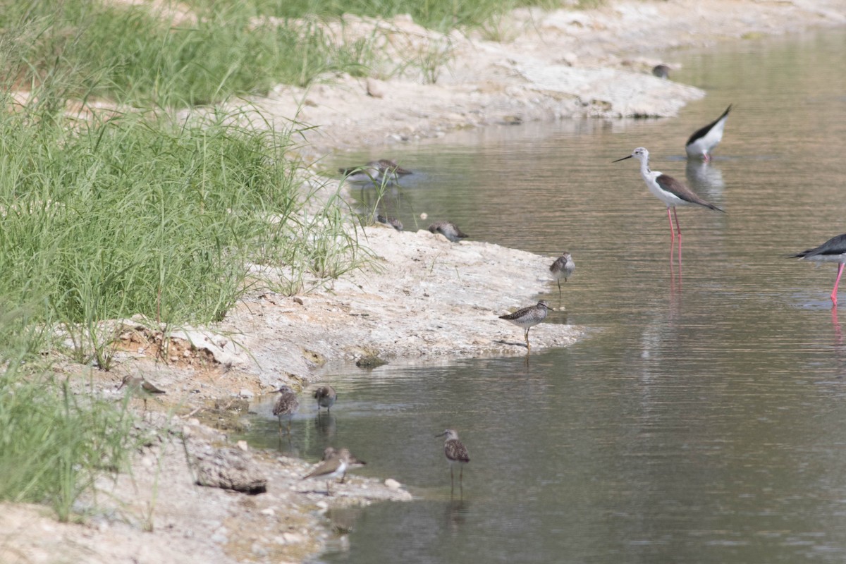 Wood Sandpiper - ML353057661