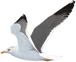 Larus fuscus graellsii