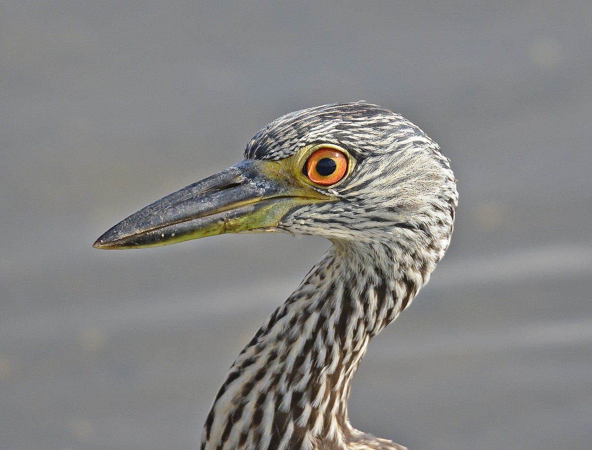 Yellow-crowned Night Heron - Patrick  Leary