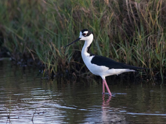 Black-necked Stilt - ML35306291