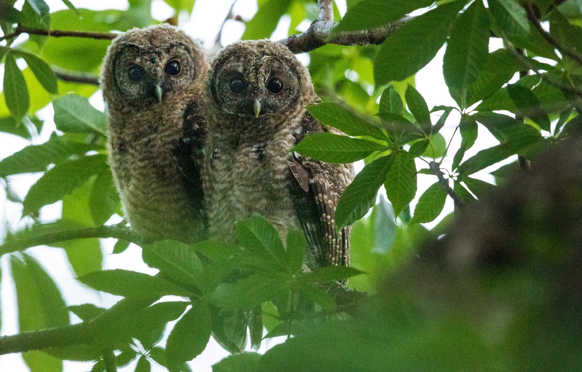 Himalayan Owl - ML353064061