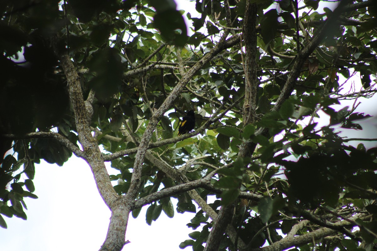 Yellow-rumped Cacique - ML353066211