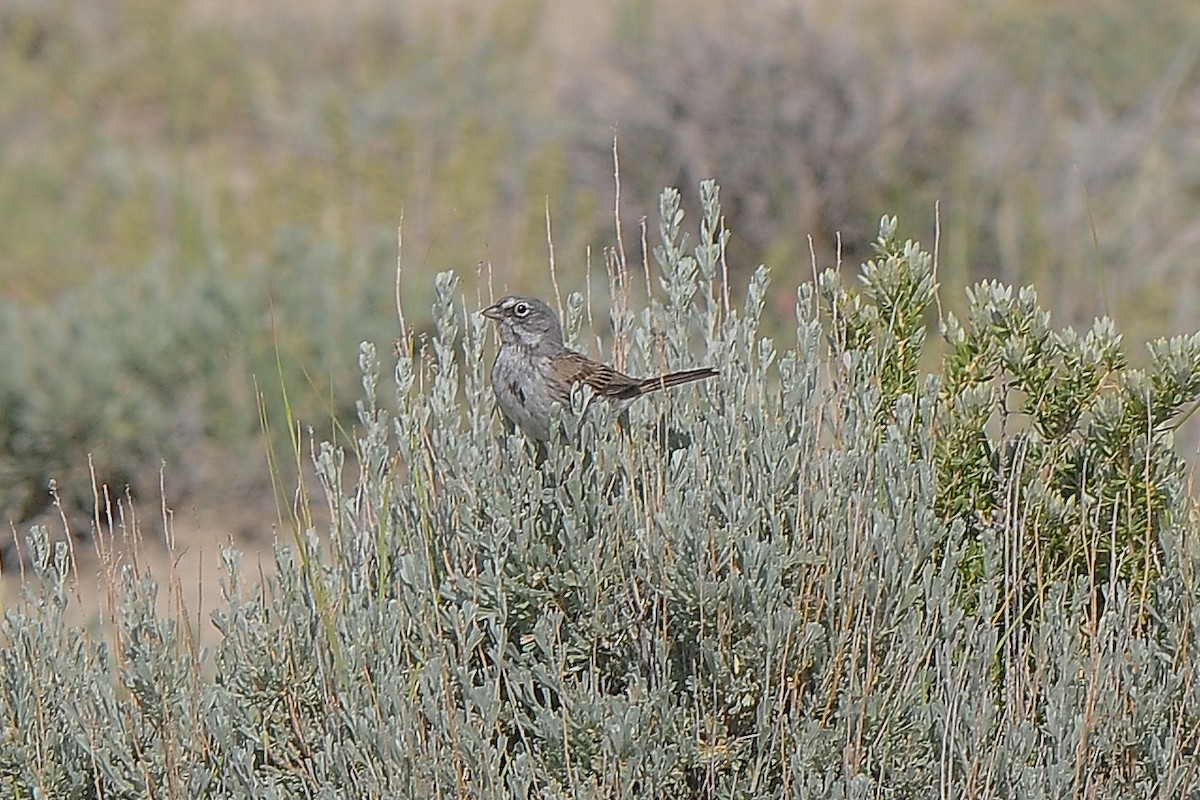 Sagebrush Sparrow - Cory Gregory