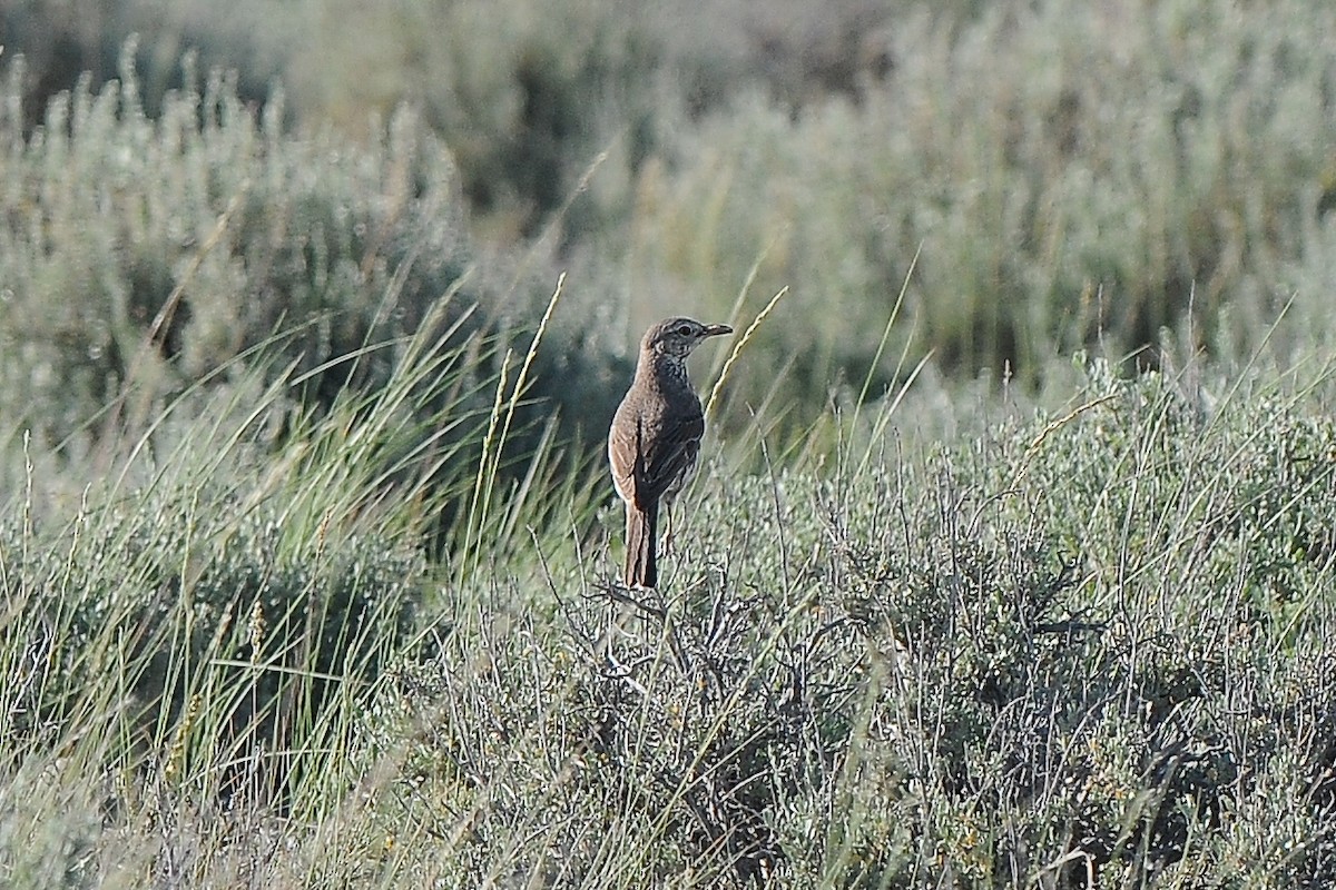 Sage Thrasher - Cory Gregory