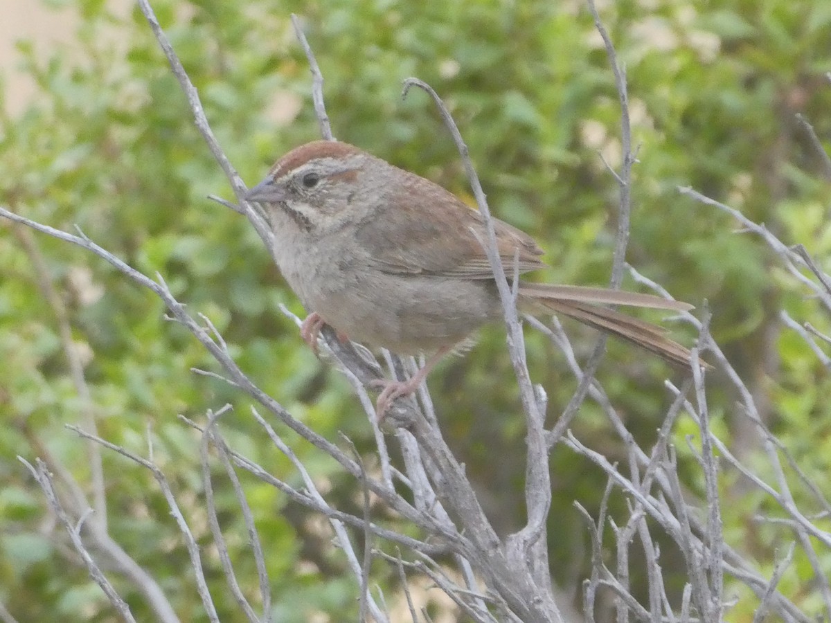 Rufous-crowned Sparrow - ML353068771