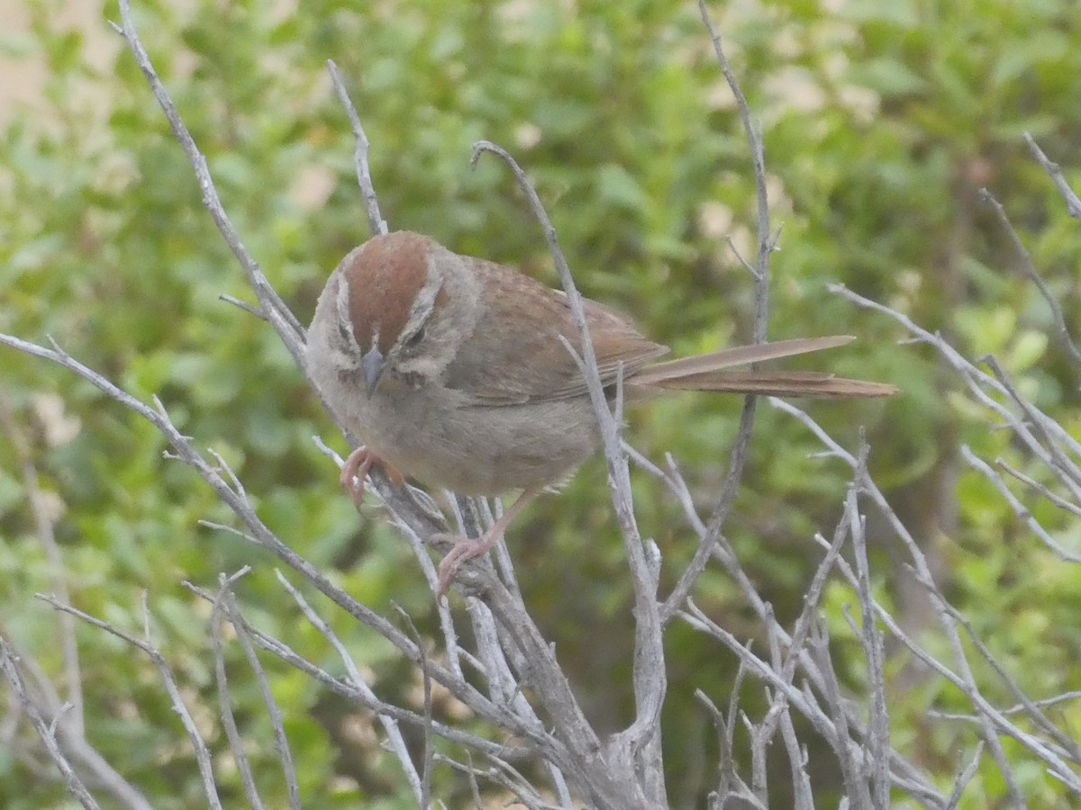 Rufous-crowned Sparrow - ML353068781