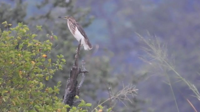 Malagasy Pond-Heron - ML353069461