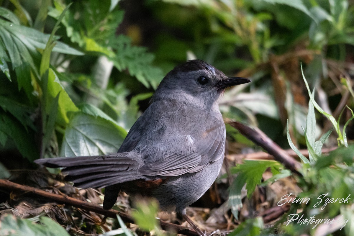 Gray Catbird - ML353070901