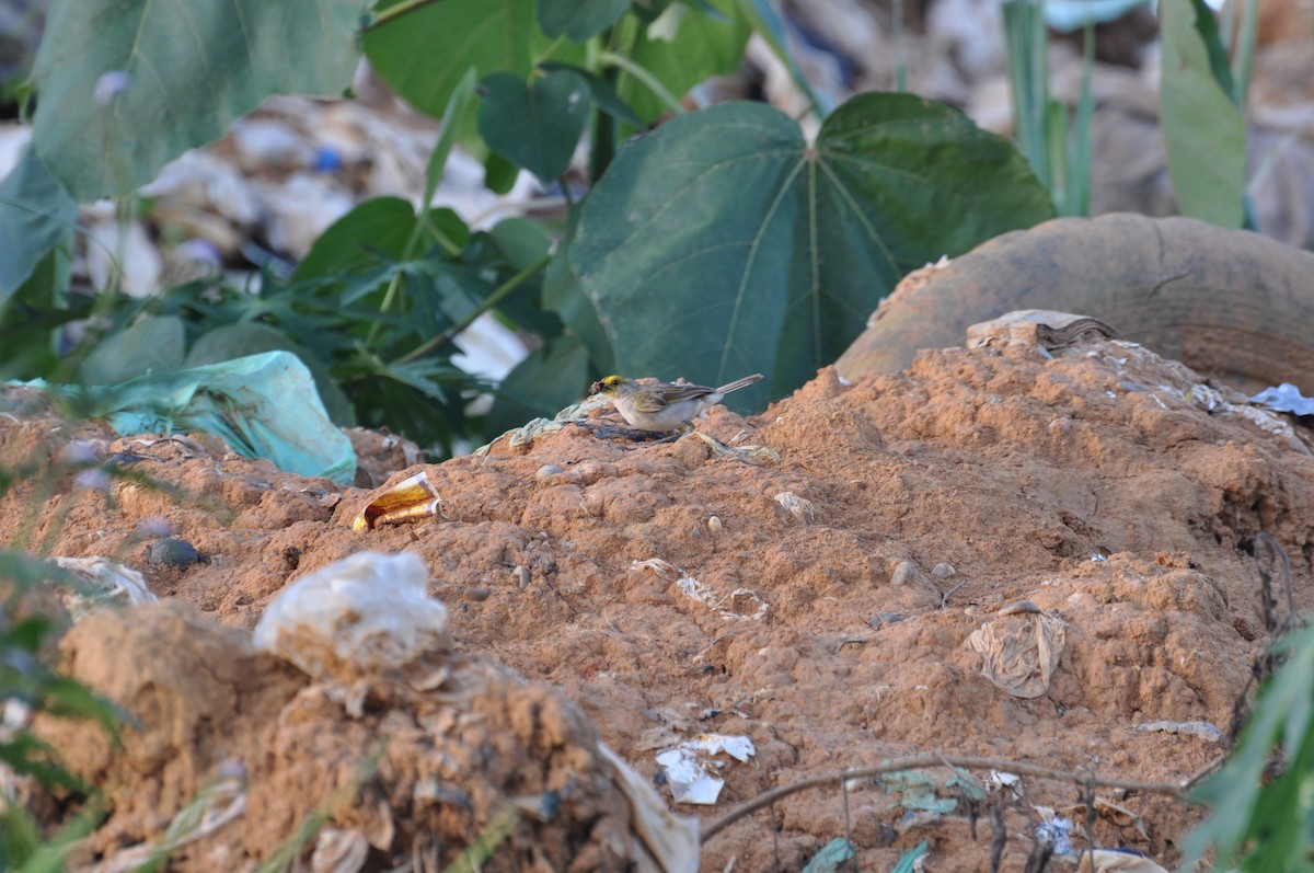 Yellow-browed Sparrow - ML353071571