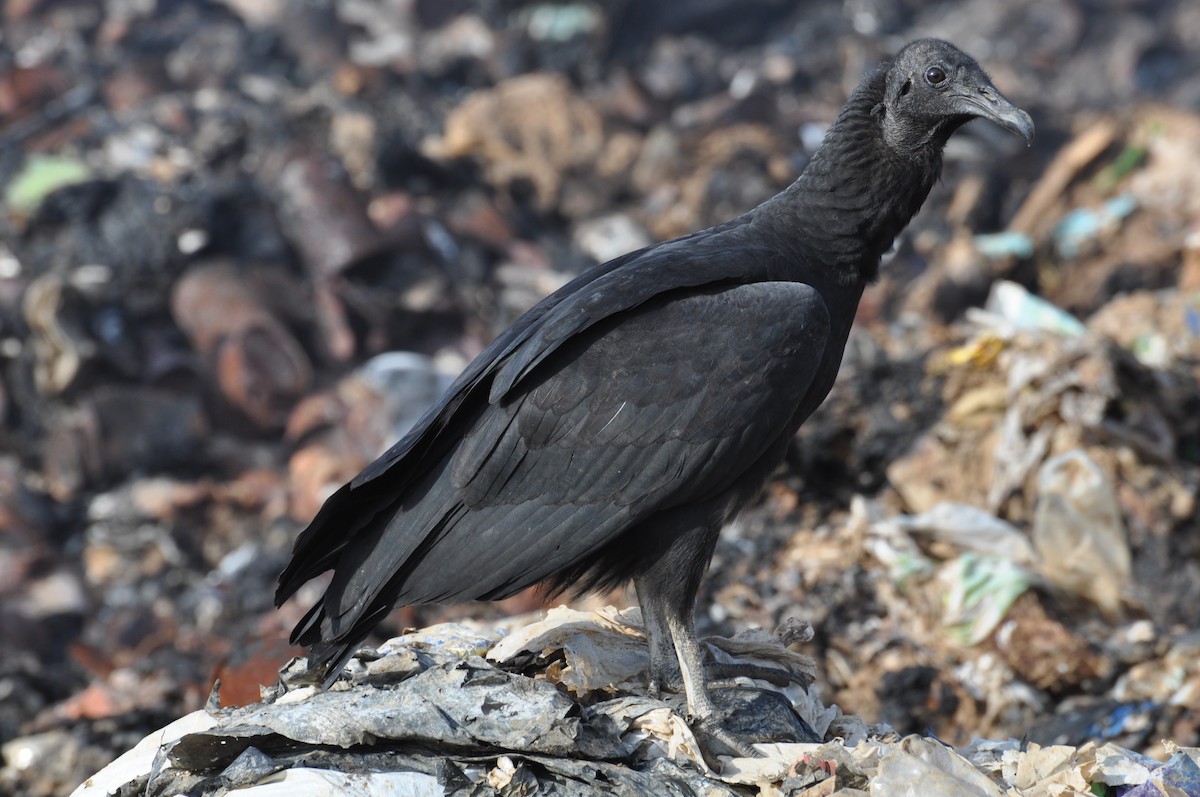 Black Vulture - ML353071691