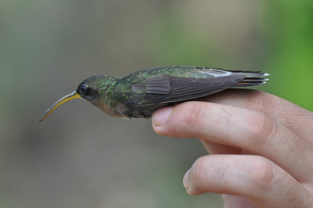 Rufous-breasted Hermit - ML353071931