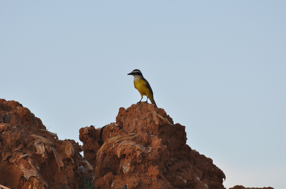 Social Flycatcher - ML353071981