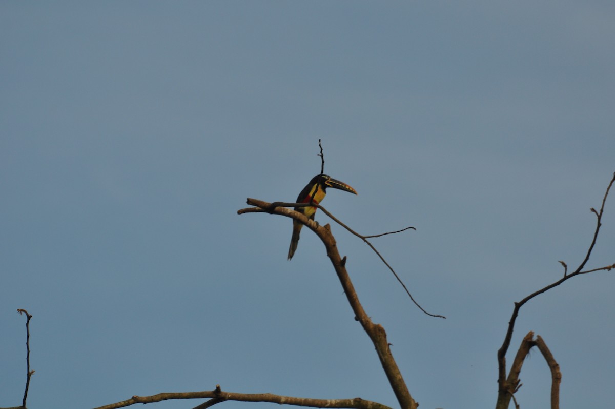 Chestnut-eared Aracari - ML353072071