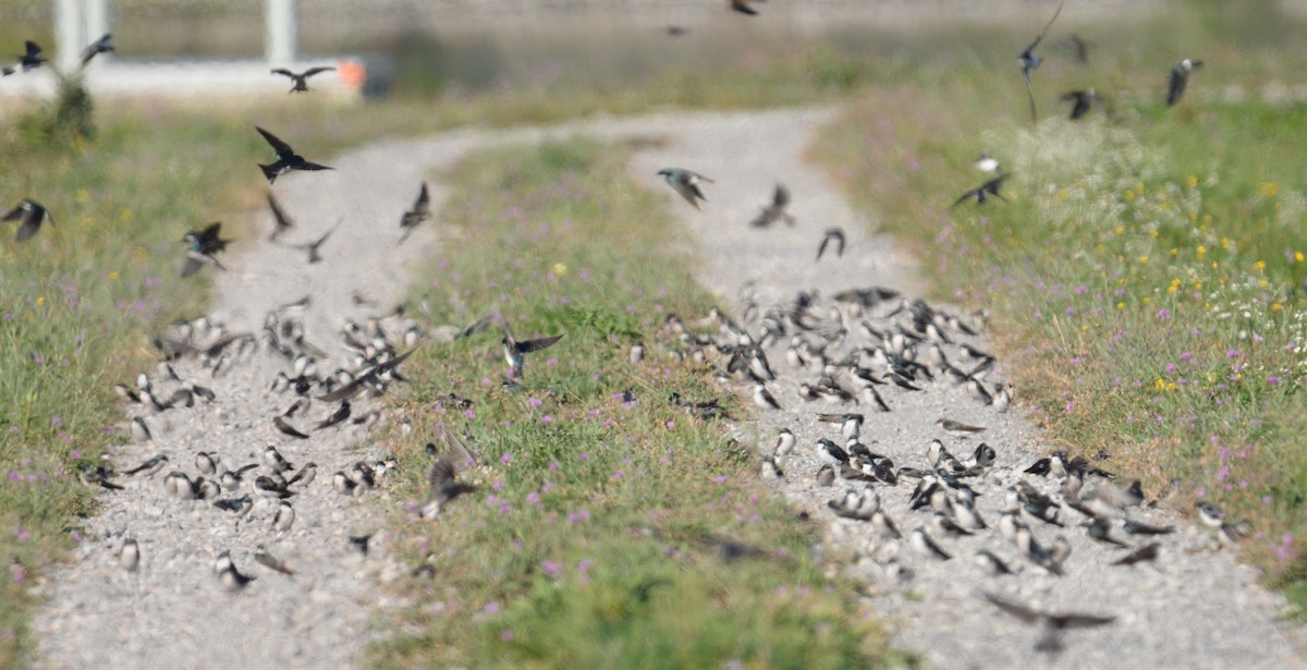 Tree Swallow - ML35307221