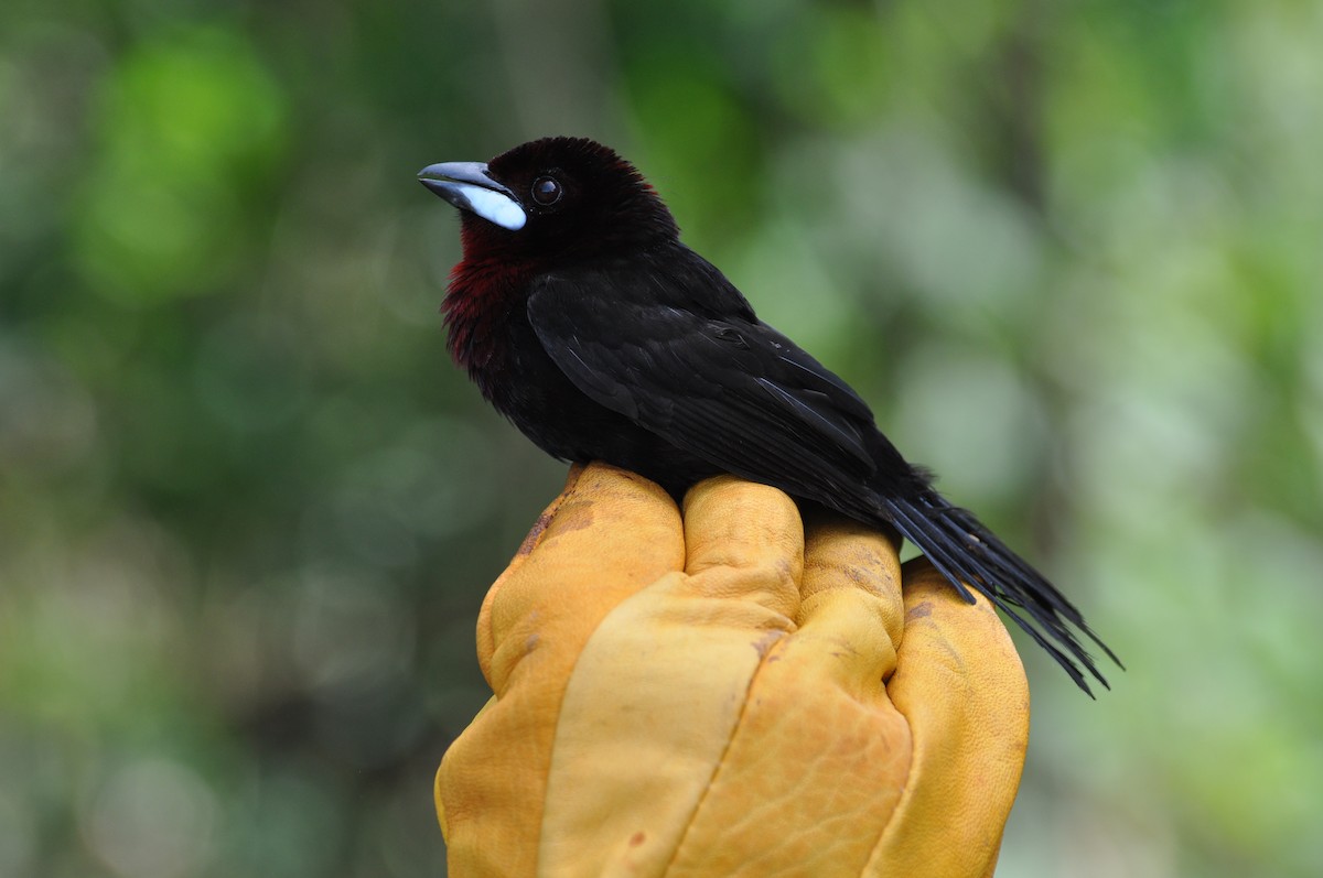 Silver-beaked Tanager - ML353072221