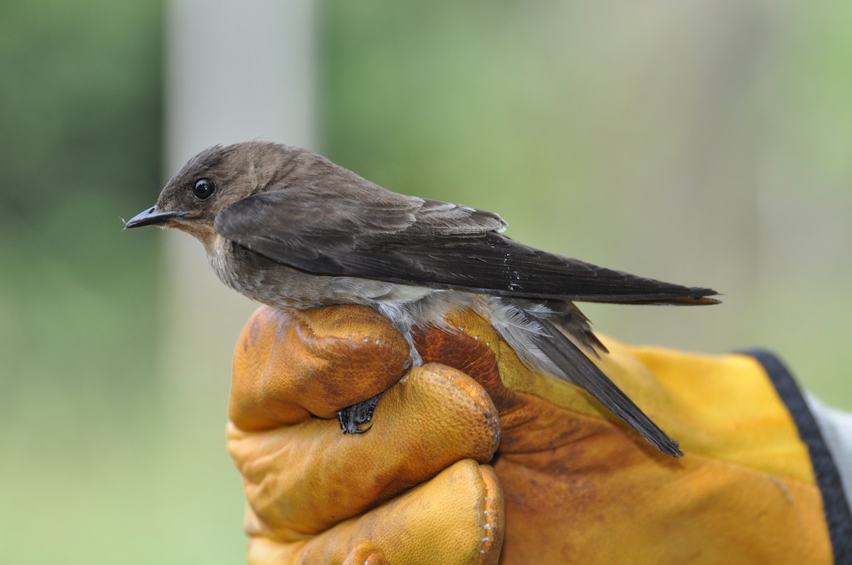 Southern Rough-winged Swallow - ML353072481