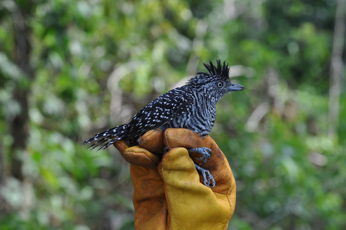 Barred Antshrike - ML353072611