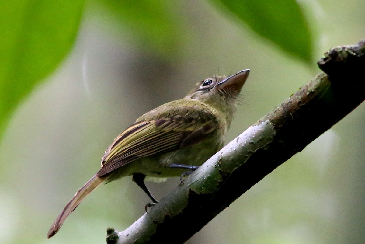 Western Olivaceous Flatbill - Rohan van Twest