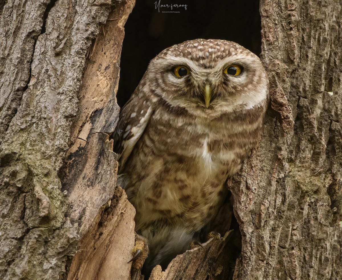 Spotted Owlet - ML353073971