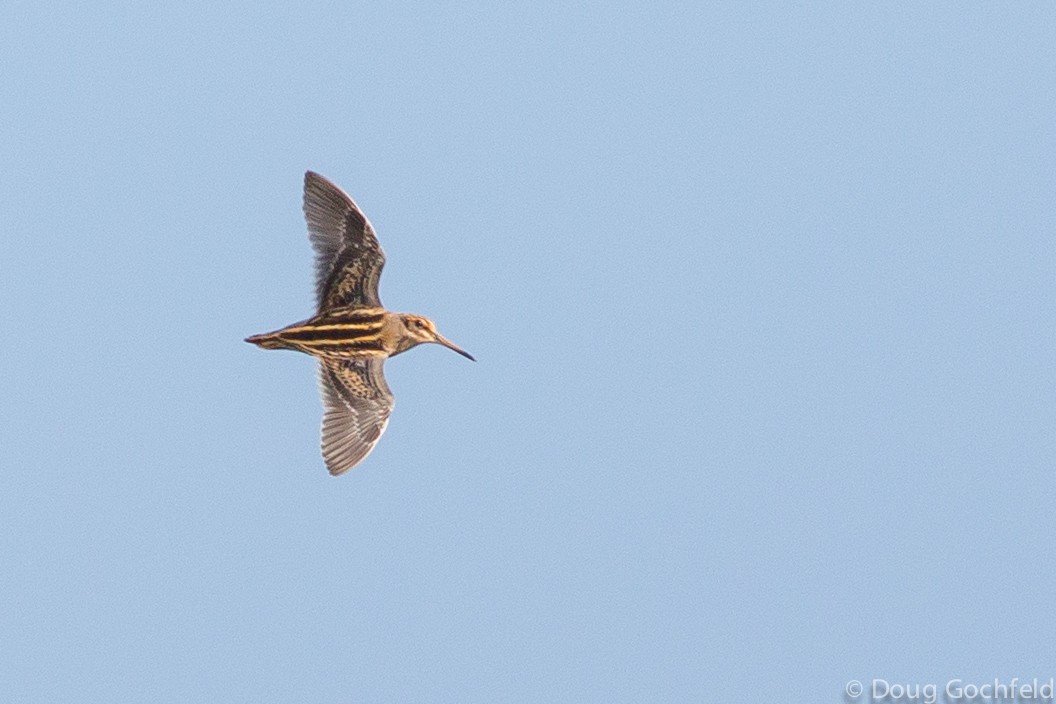 Jack Snipe - ML353075361