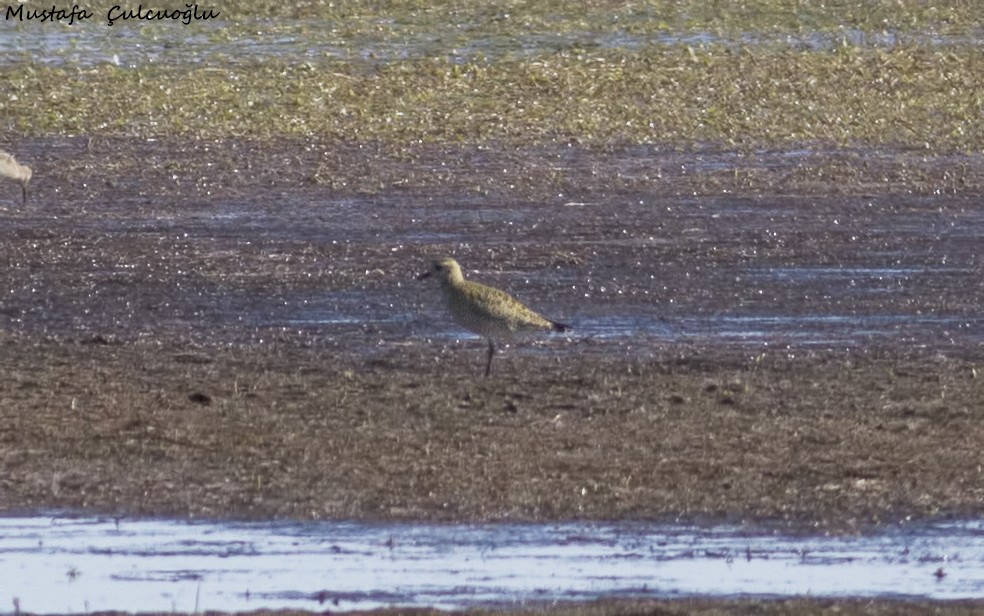 Chorlito Dorado Europeo - ML35307661