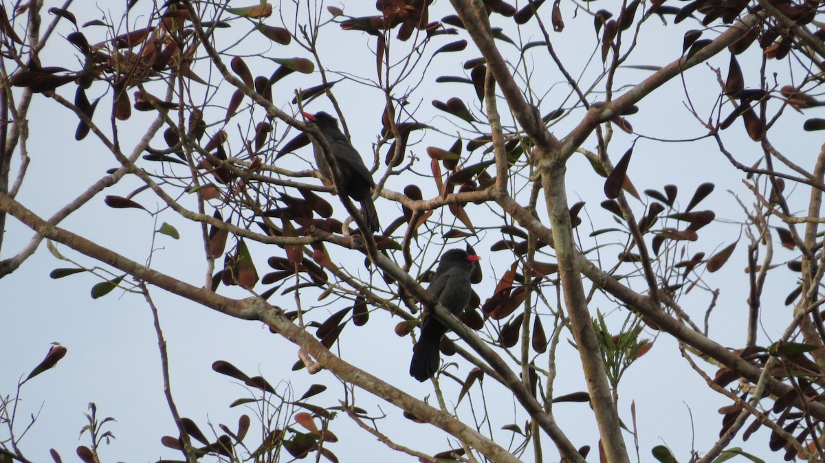 Black-fronted Nunbird - ML35307741