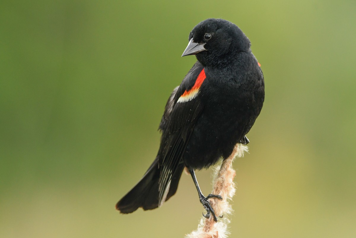 Red-winged Blackbird - Manny Salas