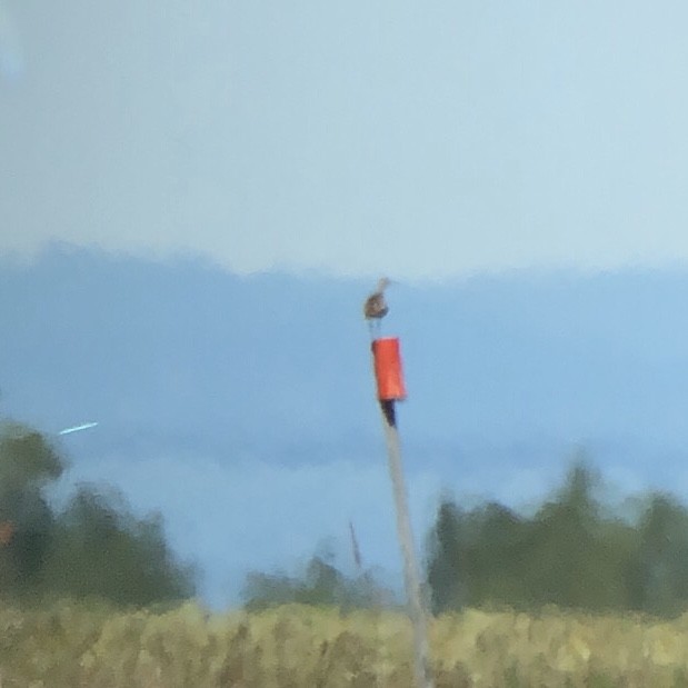 Upland Sandpiper - ML353080511